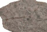 Ordovician Trilobite Mortality Plate - Tafraoute, Morocco #194101-1